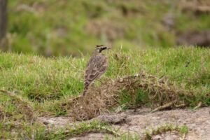 Soacha y sus especies amenazadas: ¿quién protege los lugares donde todavía pueden sobrevivir?